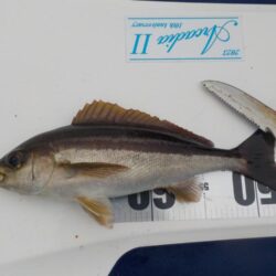 完全フカセ第1戦〜倉丸〜