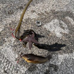 花見カレイ失敗。ポカポカの日