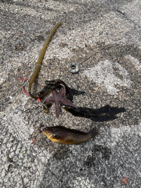 花見カレイ失敗。ポカポカの日