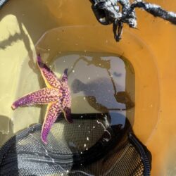 花見カレイ前線2輪咲