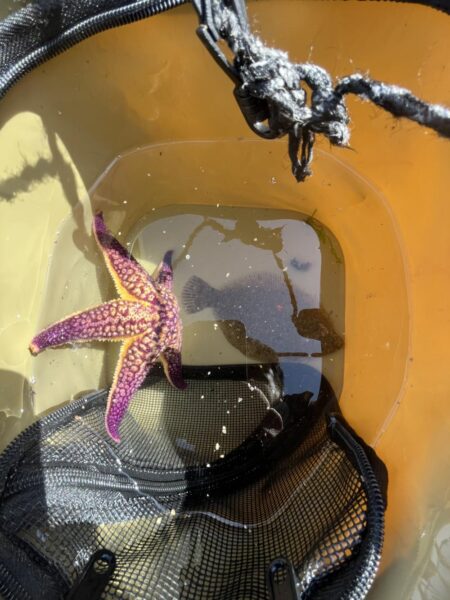 花見カレイ前線2輪咲