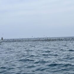 丹後沖ジギング船で春ブリ