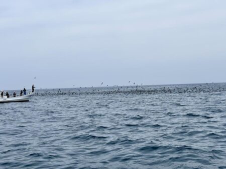 丹後沖ジギング船で春ブリ
