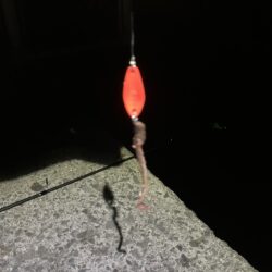 初めての釣り方を試しで…