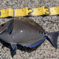 激闘！爆風小浦一文字！！