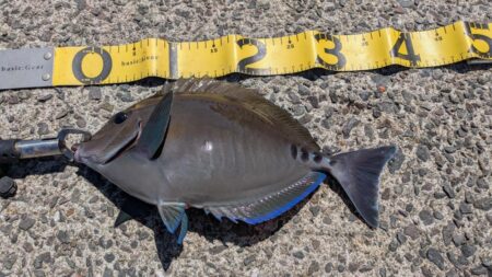 激闘！爆風小浦一文字！！