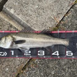 シーバス高活性