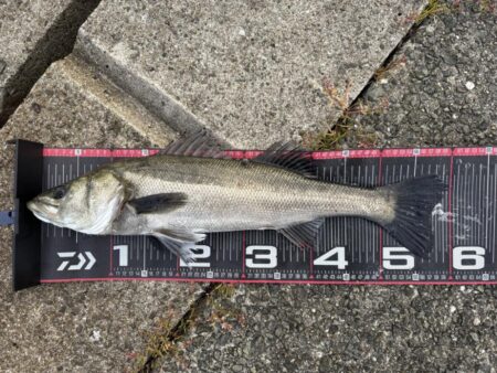 シーバス高活性