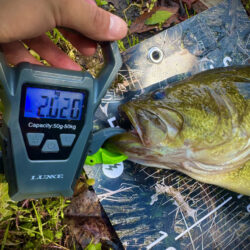 プリスポーンはミドスト‼️