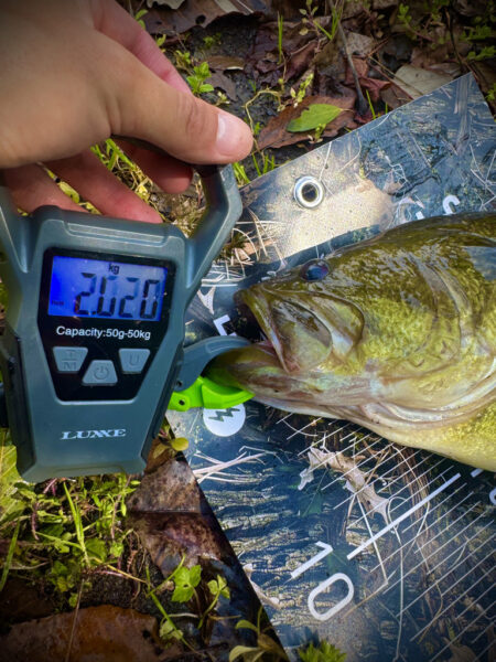 プリスポーンはミドスト‼️