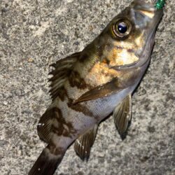 メバル13 ガシラ⑧