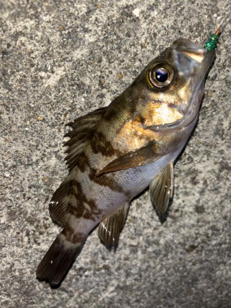 メバル13 ガシラ⑧