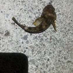 コズクラ　ハゼ