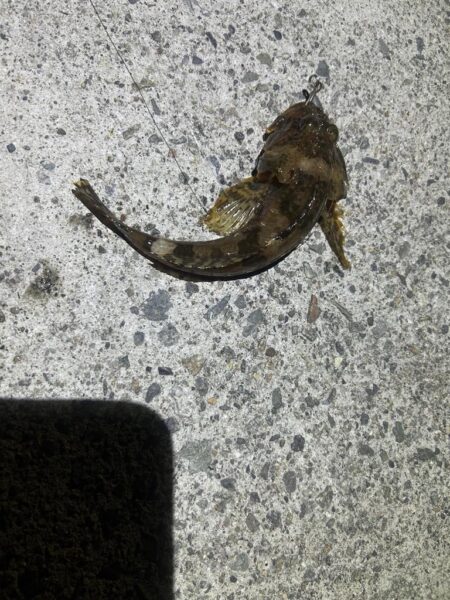 コズクラ　ハゼ