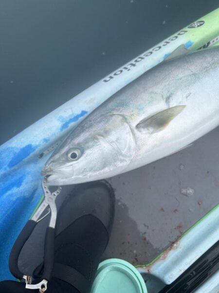 supフィッシング