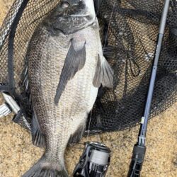 シーバスシーバスチヌトキドキボラ