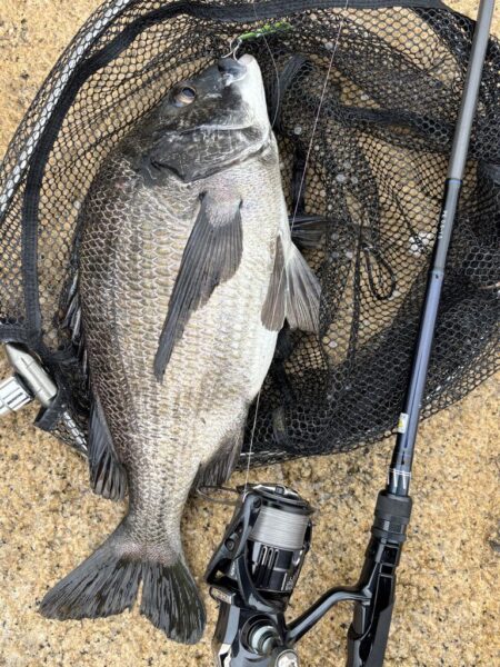 シーバスシーバスチヌトキドキボラ