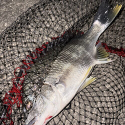 ヘチって来ました