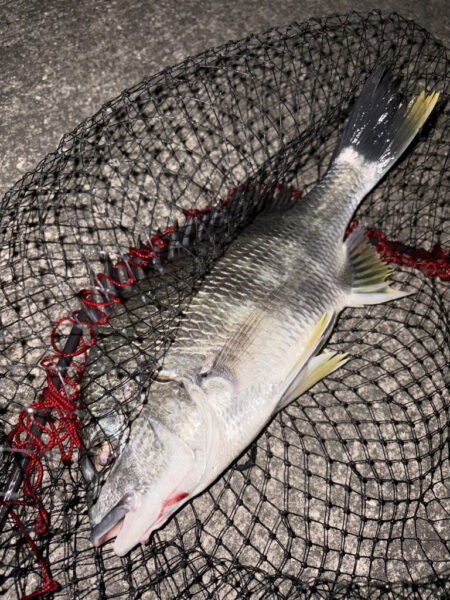 ヘチって来ました