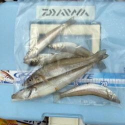 初シーズン、キス釣り🎣