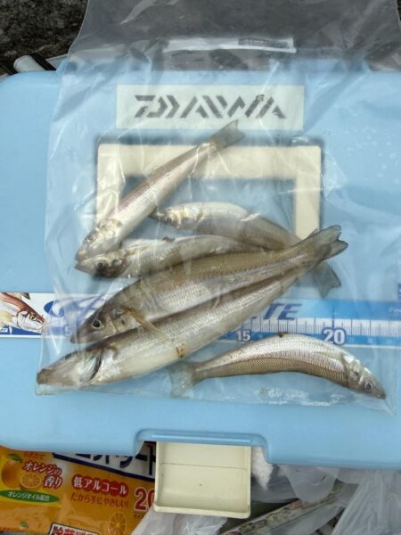 初シーズン、キス釣り🎣