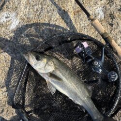 シーバスシーバスシーバスシーバス