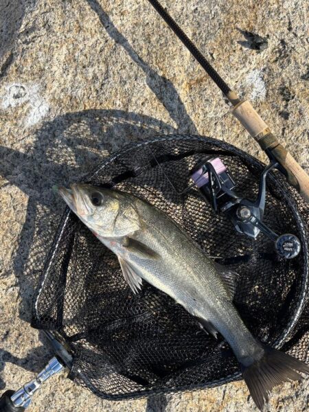 シーバスシーバスシーバスシーバス