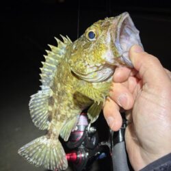 ようやくアジ見つかった