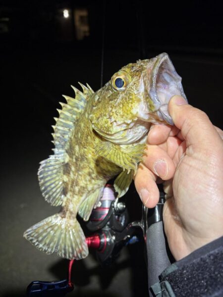 ようやくアジ見つかった