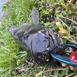 仕事帰りのナマズ釣り