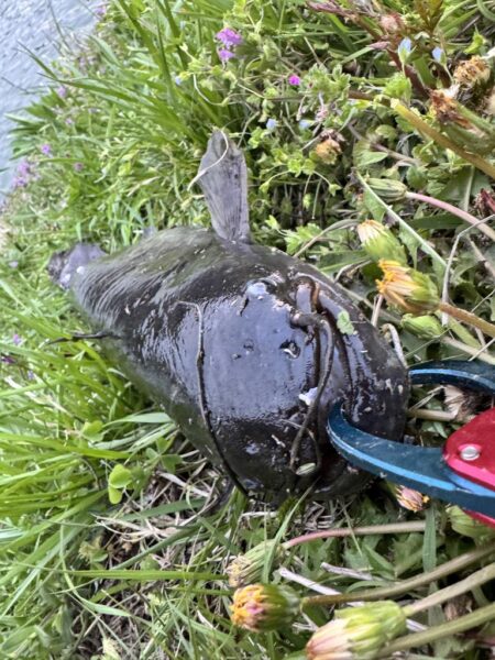 仕事帰りのナマズ釣り