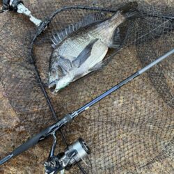 シーバスとチヌ春の釣り