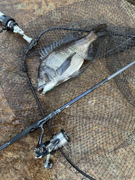 シーバスとチヌ春の釣り