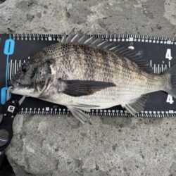 中海チニング釣行