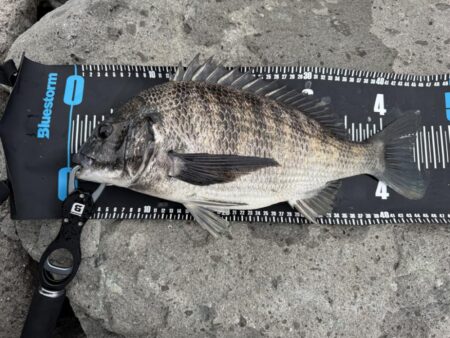 中海チニング釣行