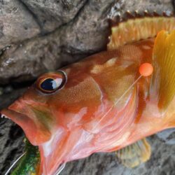 ロックショアゲーム