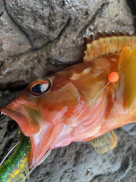 ロックショアゲーム