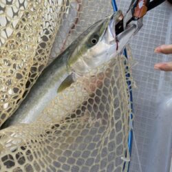 メジロを初めて釣りました！