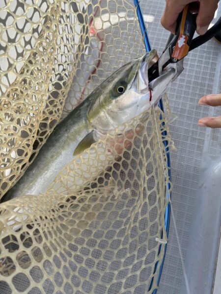 メジロを初めて釣りました！