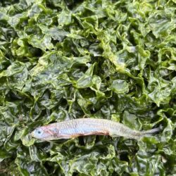 毎日釣れるシーバス