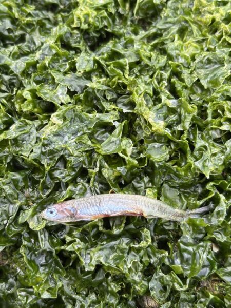 毎日釣れるシーバス