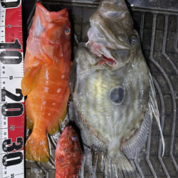 久しぶりに南伊勢でボート釣行