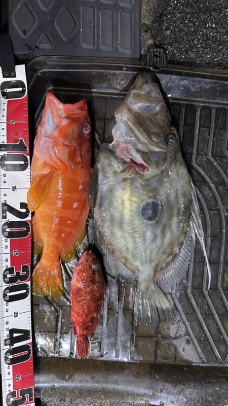 久しぶりに南伊勢でボート釣行