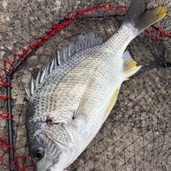 ヘチって来ました