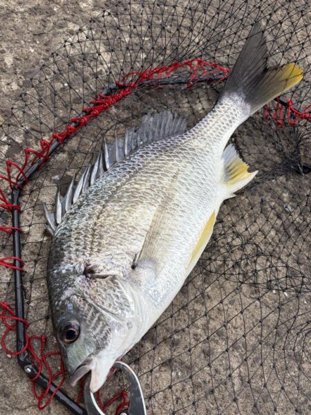 ヘチって来ました