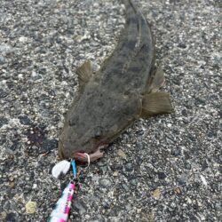 サゴシ　マゴチ