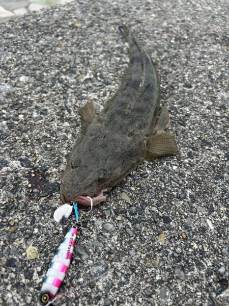 サゴシ　マゴチ