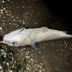 バチ抜けシーバス