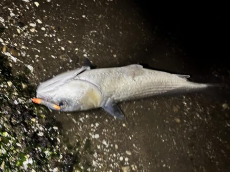 バチ抜けシーバス