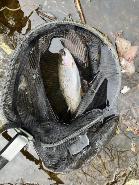 晴天無しでも釣果爆発
